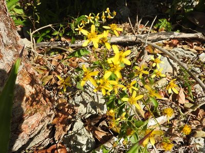 Bidens reptans, photographed by Juan Cruzado Cortés