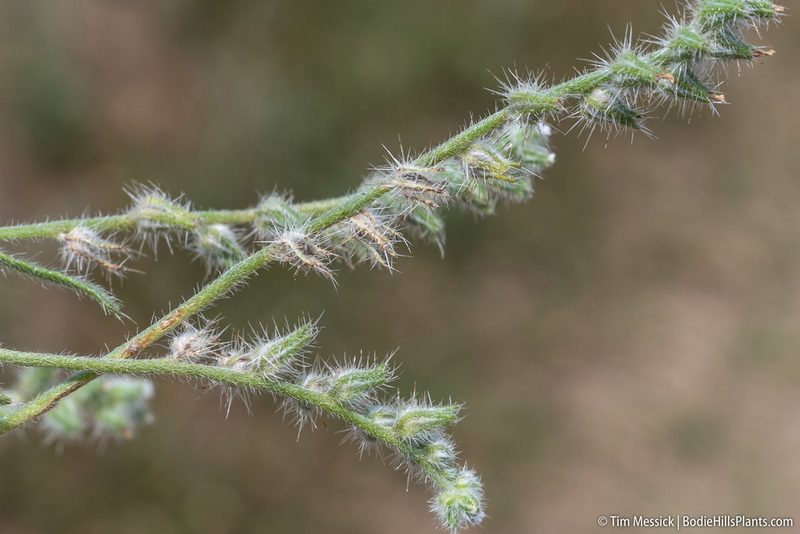 Cryptantha ambigua, photographed by Tim Messick