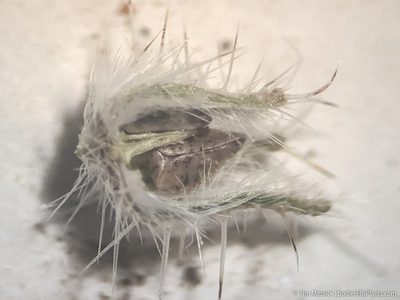 Cryptantha ambigua, photographed by Tim Messick