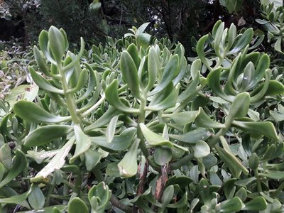 Sedum praealtum, photographed by Alice Shanks