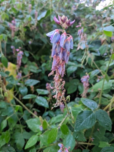 Desmodium intortum, photographed by Brodie Cass Talbott