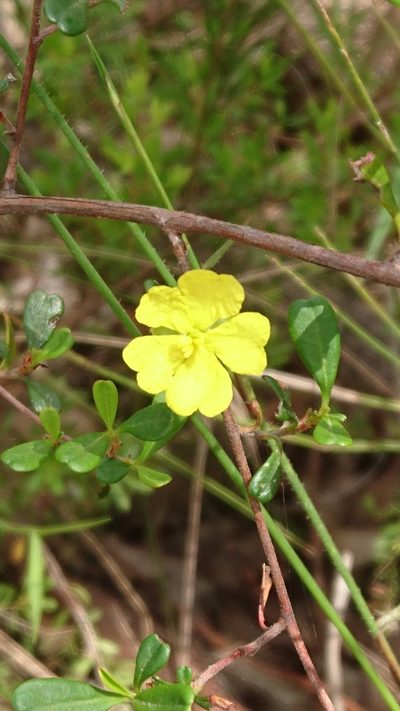 Hibbertia monogyna, photographed by Tim