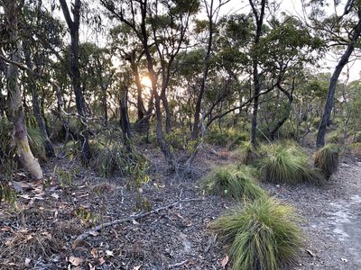Xanthorrhoea latifolia, photographed by elawrey