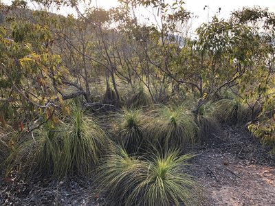 Xanthorrhoea latifolia, photographed by elawrey