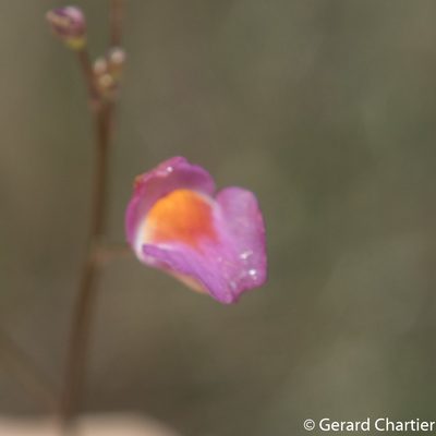 Utricularia punctata, photographed by Gerard Chartier
