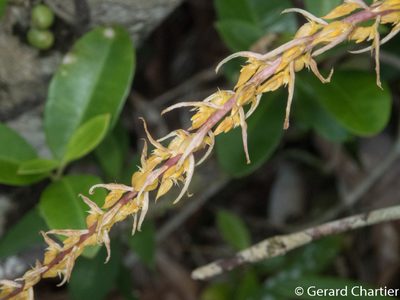 Bulbophyllum rufinum, photographed by Gerard Chartier