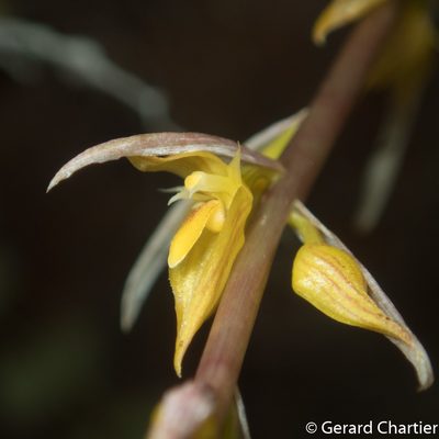 Bulbophyllum rufinum, photographed by Gerard Chartier