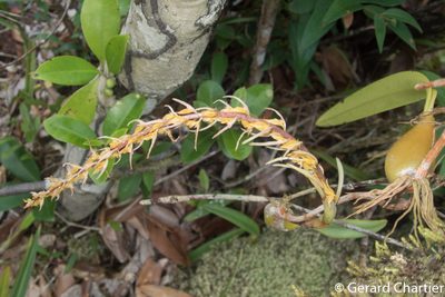 Bulbophyllum rufinum, photographed by Gerard Chartier