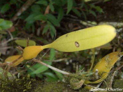 Bulbophyllum rufinum, photographed by Gerard Chartier