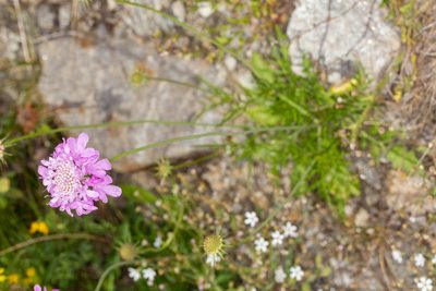 Knautia collina, photographed by Drepanostoma