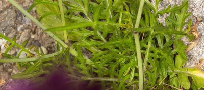 Knautia collina, photographed by Drepanostoma