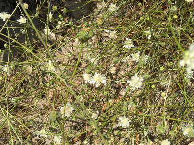 Pycnocomon rutifolium, photographed by Drepanostoma