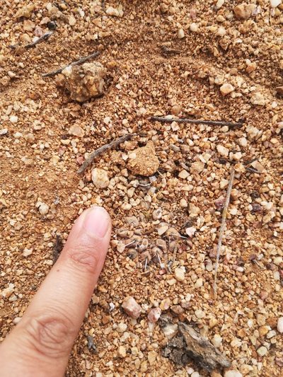 Copiapoa esmeraldana, photographed by Aira Francisca Faúndez Fallau