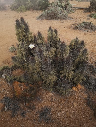 Leucostele deserticola, photographed by Aira Francisca Faúndez Fallau