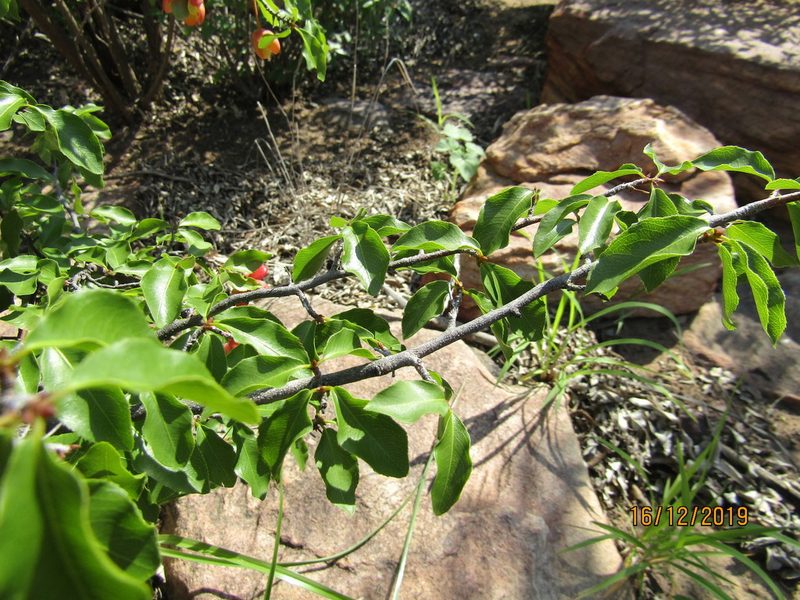 Ochna inermis, photographed by Murphy Tladi