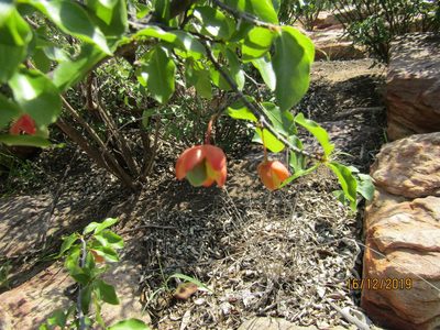 Ochna inermis, photographed by Murphy Tladi