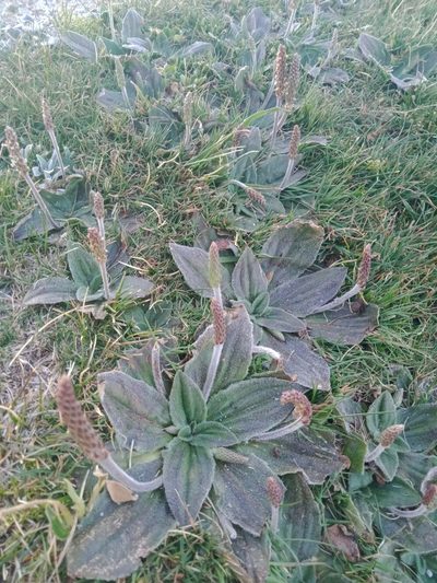 Plantago euryphylla, photographed by Nina Kerr