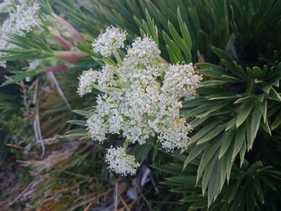 Aciphylla glacialis, photographed by Nina Kerr