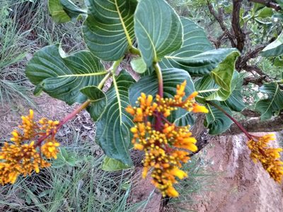 Palicourea rigida, photographed by Filipi Miranda Soares