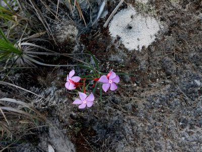 Mandevilla tenuifolia, photographed by Filipi Miranda Soares