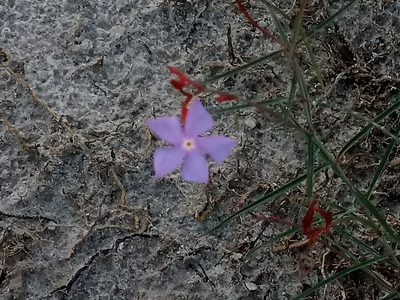 Mandevilla tenuifolia, photographed by Filipi Miranda Soares