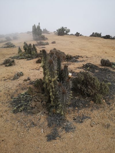 Leucostele deserticola, photographed by Aira Francisca Faúndez Fallau