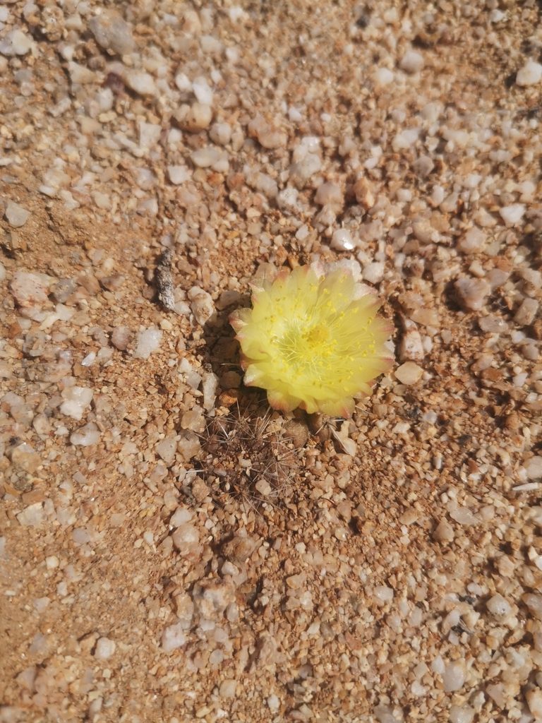 Copiapoa esmeraldana, photographed by Aira Francisca Faúndez Fallau