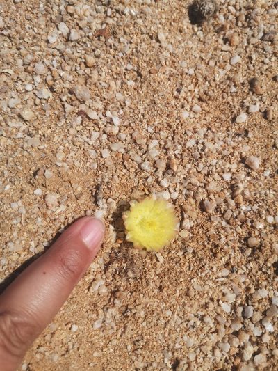 Copiapoa esmeraldana, photographed by Aira Francisca Faúndez Fallau