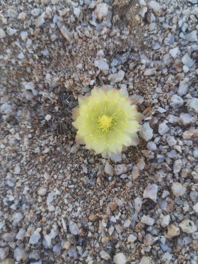 Copiapoa esmeraldana, photographed by Aira Francisca Faúndez Fallau