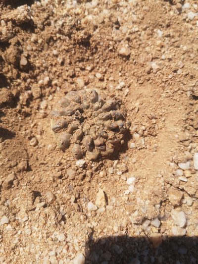 Copiapoa esmeraldana, photographed by Aira Francisca Faúndez Fallau