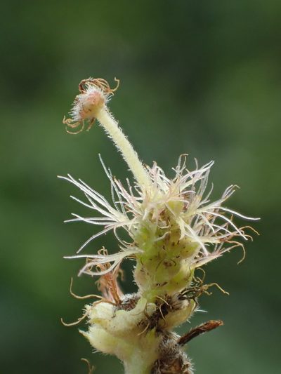 Acalypha angatensis, photographed by 葉子