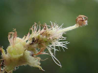 Acalypha angatensis, photographed by 葉子