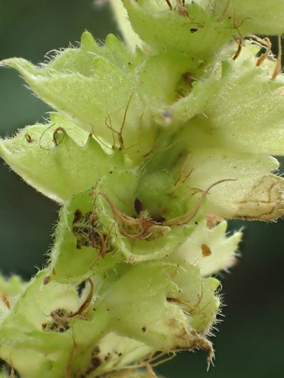 Acalypha angatensis, photographed by 葉子