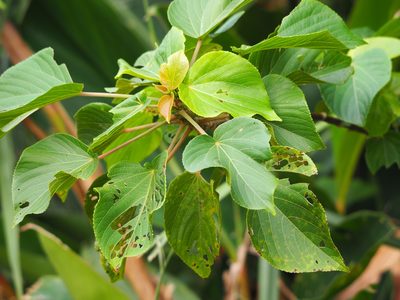 Acalypha angatensis, photographed by 葉子