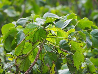 Acalypha angatensis, photographed by 葉子