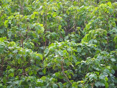 Acalypha angatensis, photographed by 葉子
