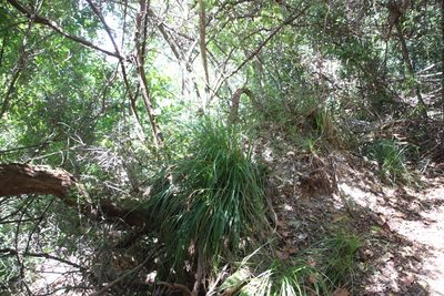 Carex lancea, photographed by Tony Rebelo
