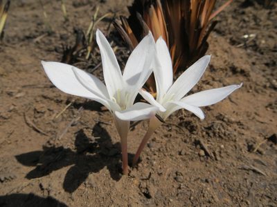 Apodolirion buchananii, photographed by flamelily