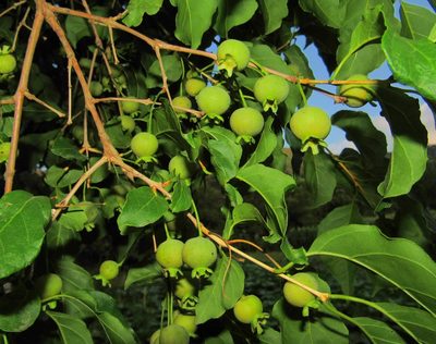 Campomanesia xanthocarpa, photographed by Kahio Tiberio Mazon