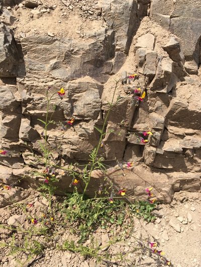 Schizanthus coccineus, photographed by Matt Berger
