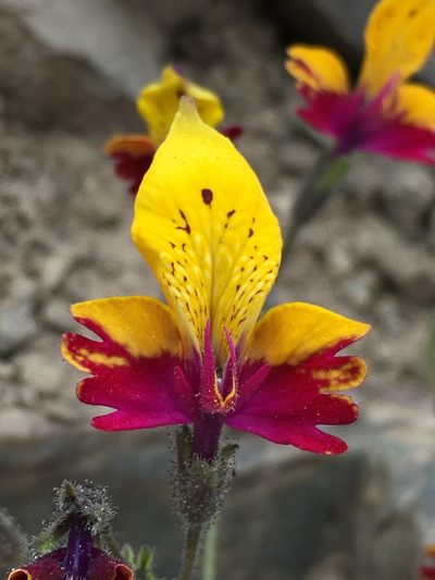 Schizanthus coccineus, photographed by Matt Berger