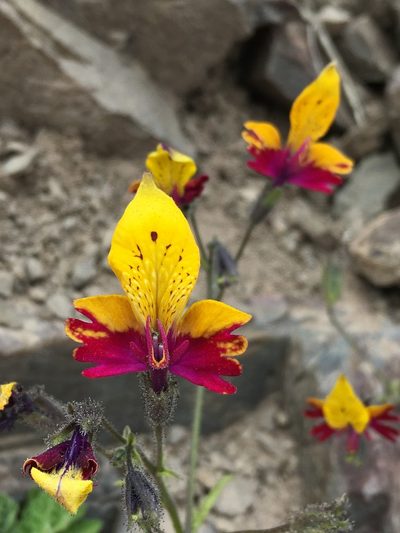 Schizanthus coccineus, photographed by Matt Berger
