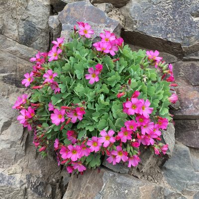 Oxalis squamata, photographed by Matt Berger