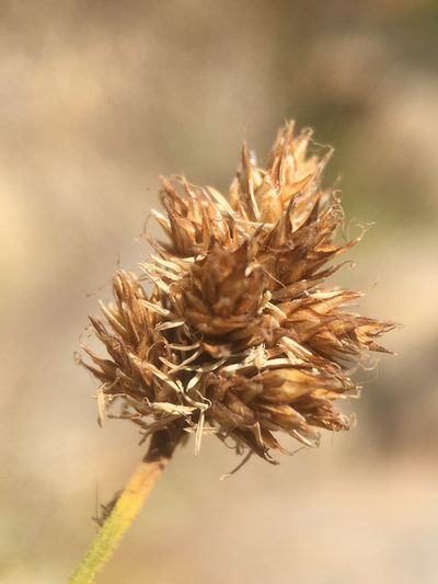 Carex macloviana, photographed by Matt Berger
