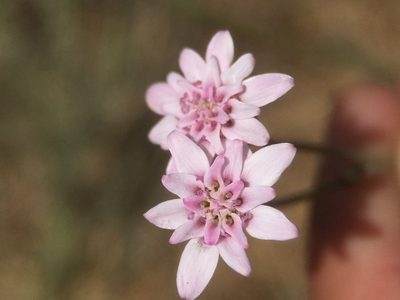 Leucheria rosea, photographed by Matt Berger