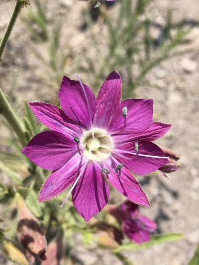 Malesherbia linearifolia, photographed by Matt Berger