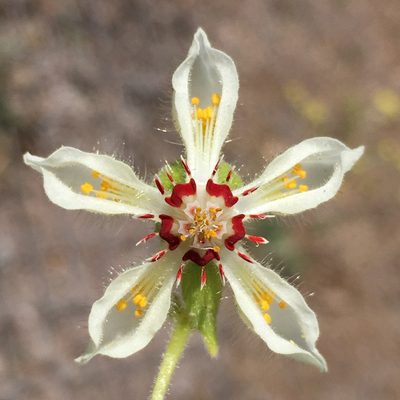 Loasa prostrata, photographed by Matt Berger