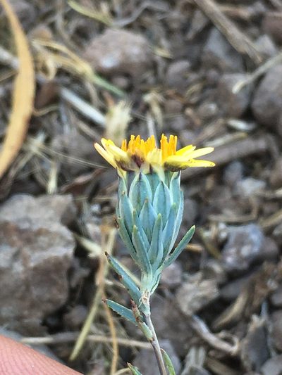 Chaetanthera linearis, photographed by Matt Berger