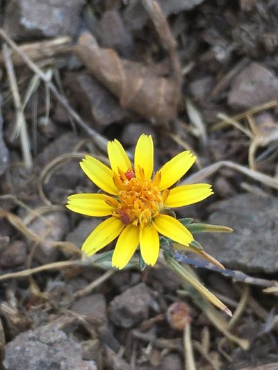 Chaetanthera linearis, photographed by Matt Berger