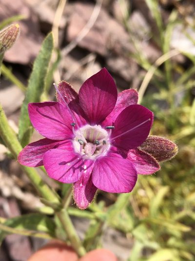 Malesherbia linearifolia, photographed by Matt Berger